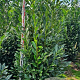 Prunus l. Elly 175-200 cm met kluit