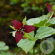 Trillium erectum GM P9