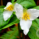Trillium grandiflorum GM P9
