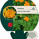 Trollius chinensis 'Golden Queen' GM P9