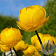 Trollius europaeus GM P9