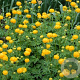 Trollius 'Prichard's Giant' GM P9
