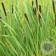 Typha latifolia GM P9