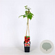 Rubus idaeus 'Malling Promise' 70 cm 2,0L