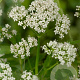 Valeriana officinalis GM P9
