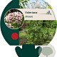 Valeriana officinalis GM P9