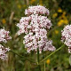 Valeriana officinalis GM P9