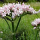 Valeriana officinalis GM P9