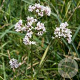 Valeriana officinalis GM P9