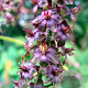 Veratrum nigrum GM P9