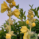 Verbascum 'Densiflorum' GM P9
