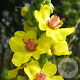 Verbascum nigrum GM P9