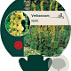 Verbascum nigrum GM P9