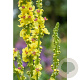 Verbascum olympicum GM P9