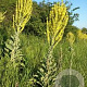 Verbascum olympicum GM P9