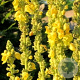 Verbascum olympicum GM P9