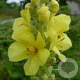 Verbascum olympicum GM P9