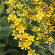 Verbascum olympicum GM P9