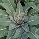 Verbascum olympicum GM P9