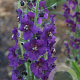 Verbascum phoeniceum GM P9