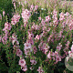 Verbascum 'Pink Domino' GM P9