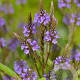 Verbena hastata GM P9