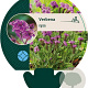 Verbena rigida GM P9