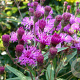 Vernonia crinita GM P9