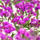 Vernonia crinita GM P9