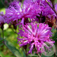 Vernonia crinita 'Mammuth' GM P9