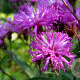 Vernonia crinita 'Mammuth' GM P9