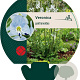 Veronica gentianoides GM P9