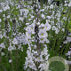 Veronica gentianoides GM P9