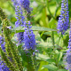 Veronica longifolia GM P9