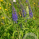Veronica longifolia GM P9