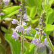 Veronica officinalis GM P9