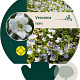 Veronica repens GM P9