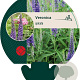Veronica spicata GM P9
