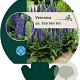 Veronica spic. 'Ulster Dwarf Blue' GM P9