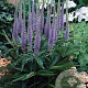 Veronica spic. 'Ulster Dwarf Blue' GM P9