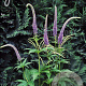 Veronicastrum sibiricum GM P9