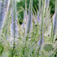 Veronicastrum virginicum GM P9