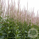 Veronicastrum virginicum GM P9