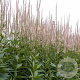 Veronicastrum virginicum GM P9