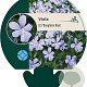 Viola (C) 'Boughton Blue' GM P9