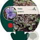 Viola labradorica GM P9
