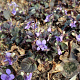 Viola labradorica GM P9