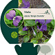 Viola odorata 'Königin Charlotte' GM P9