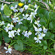 Viola sororia 'Freckles' GM P9
