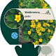 Waldsteinia geoides GM P9